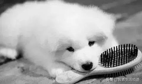 夏天狗狗生病怎么治,夏天狗狗容易皮肤病怎么办