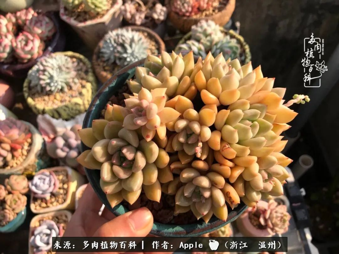 多肉成长记观察记录怎么写,多肉成长记录观察展板