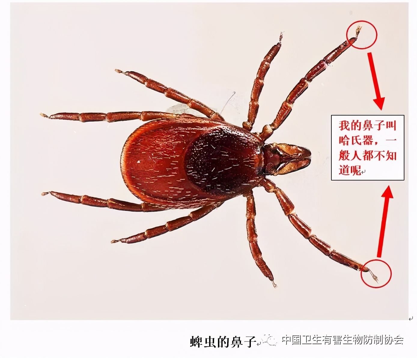 怎么分辨臭虫跟跳蚤咬的疙瘩,如何防治跳蚤臭虫蜱虫