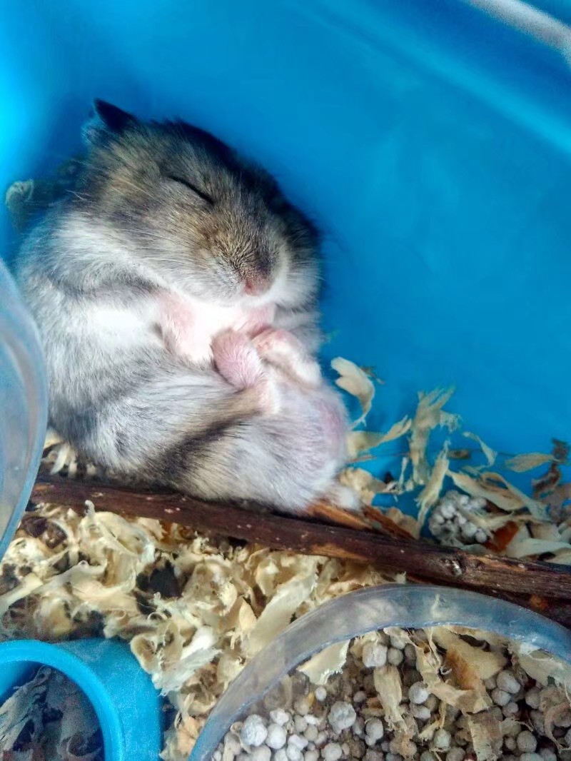 小学生养仓鼠注意事项,仓鼠小学生养要注意点什么