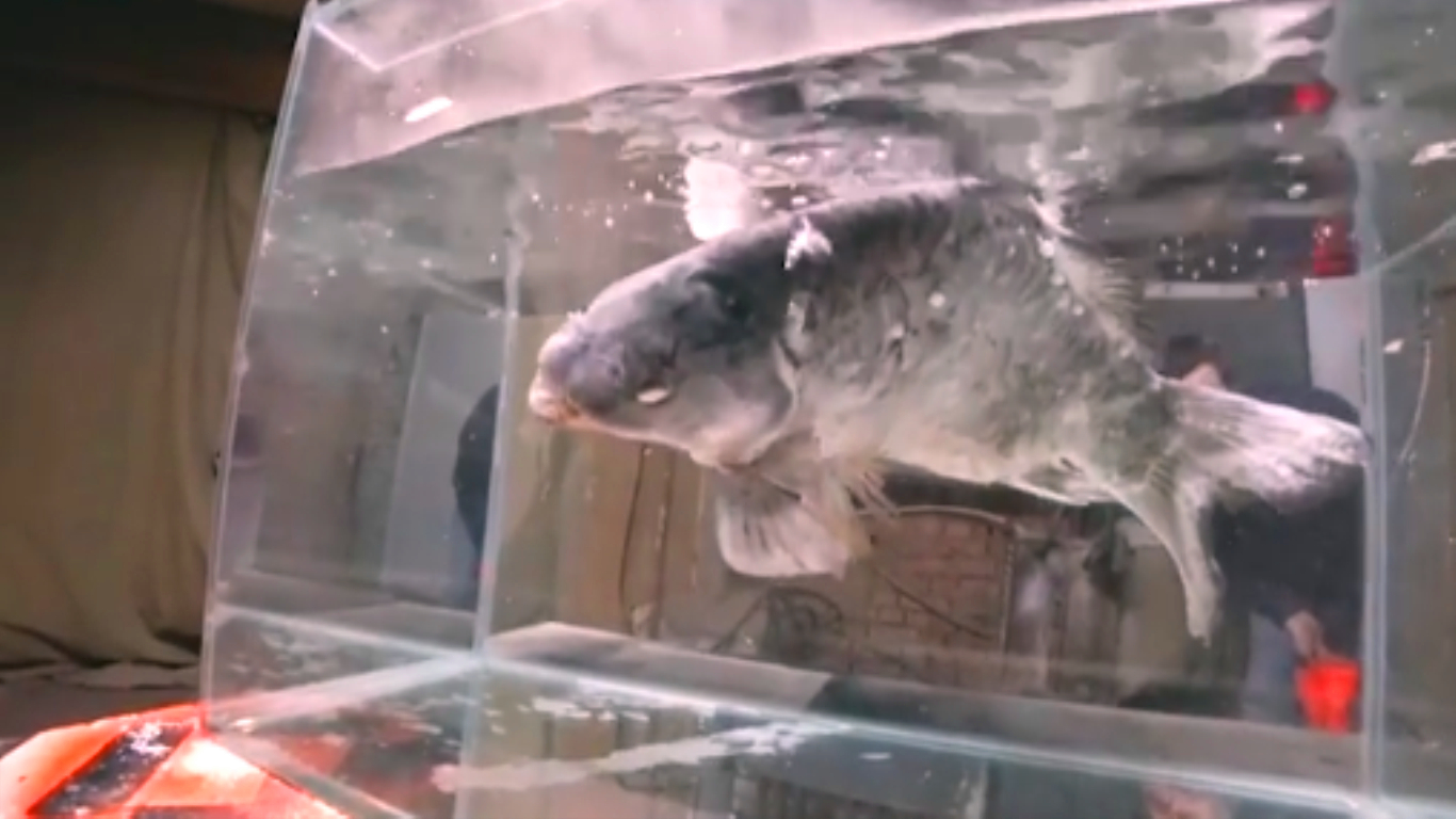 被冻的鱼还能活吗,液氮里冻僵怎么治疗