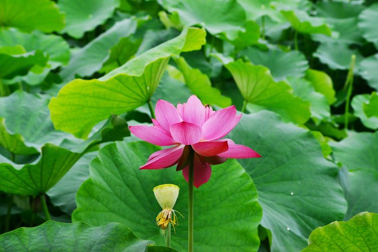 涔愯嚦鑽疯姳鎽勫奖浣滃搧娆ｈ祻,涔愯嚦鍗拌薄鎽勫奖