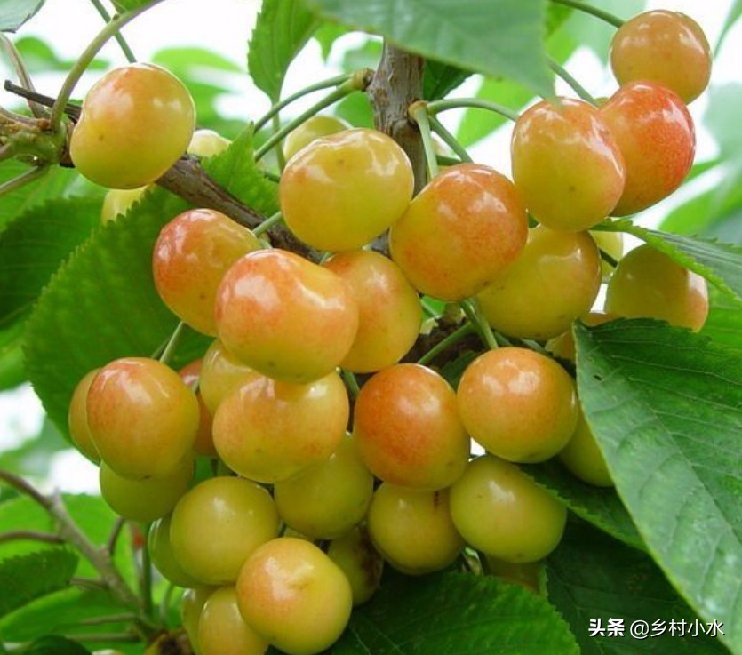 最权威的大樱桃栽培技术,樱桃好吃树难栽教学