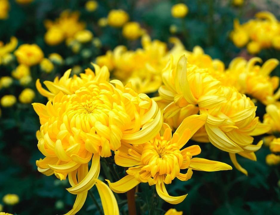 元稹爱菊花的原因是什么,古人对菊花的喜爱