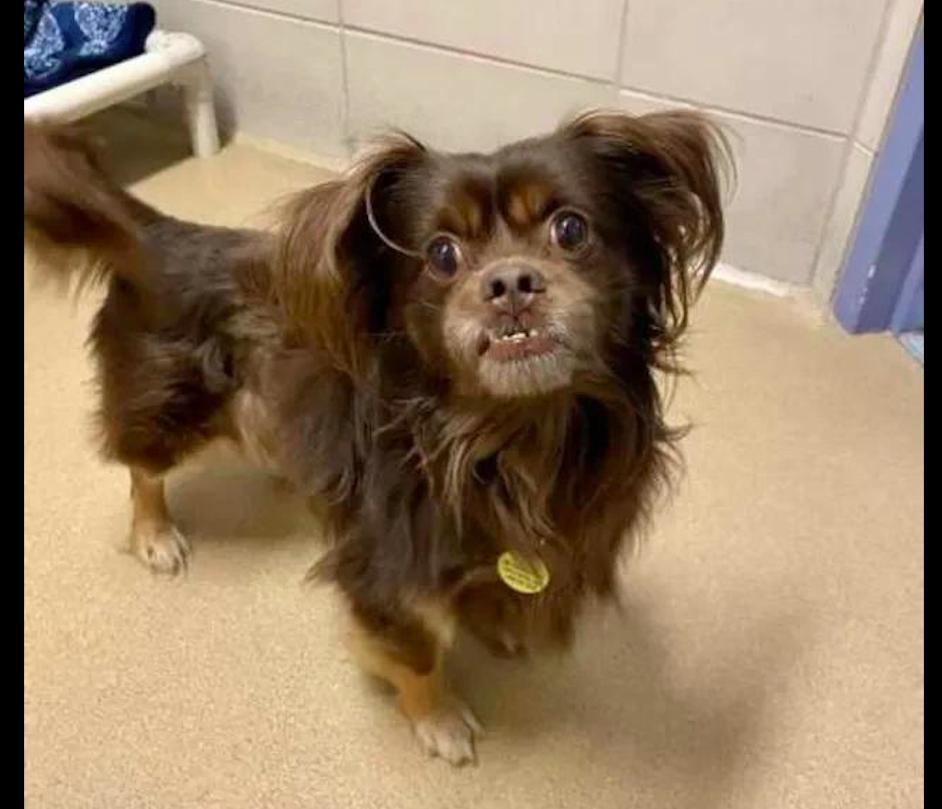 泰迪走丢了主人哭啦,泰迪犬走丢后与主人重逢