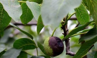 *疆新**核桃常见病虫害防治之研究,掌握此类知识,种出优质核桃