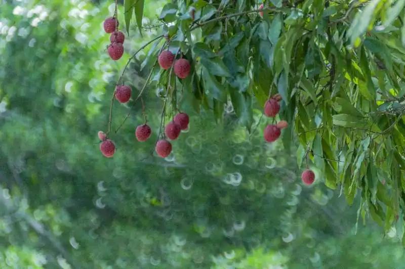 荔城无处不荔枝翻译,荔城无处无荔枝