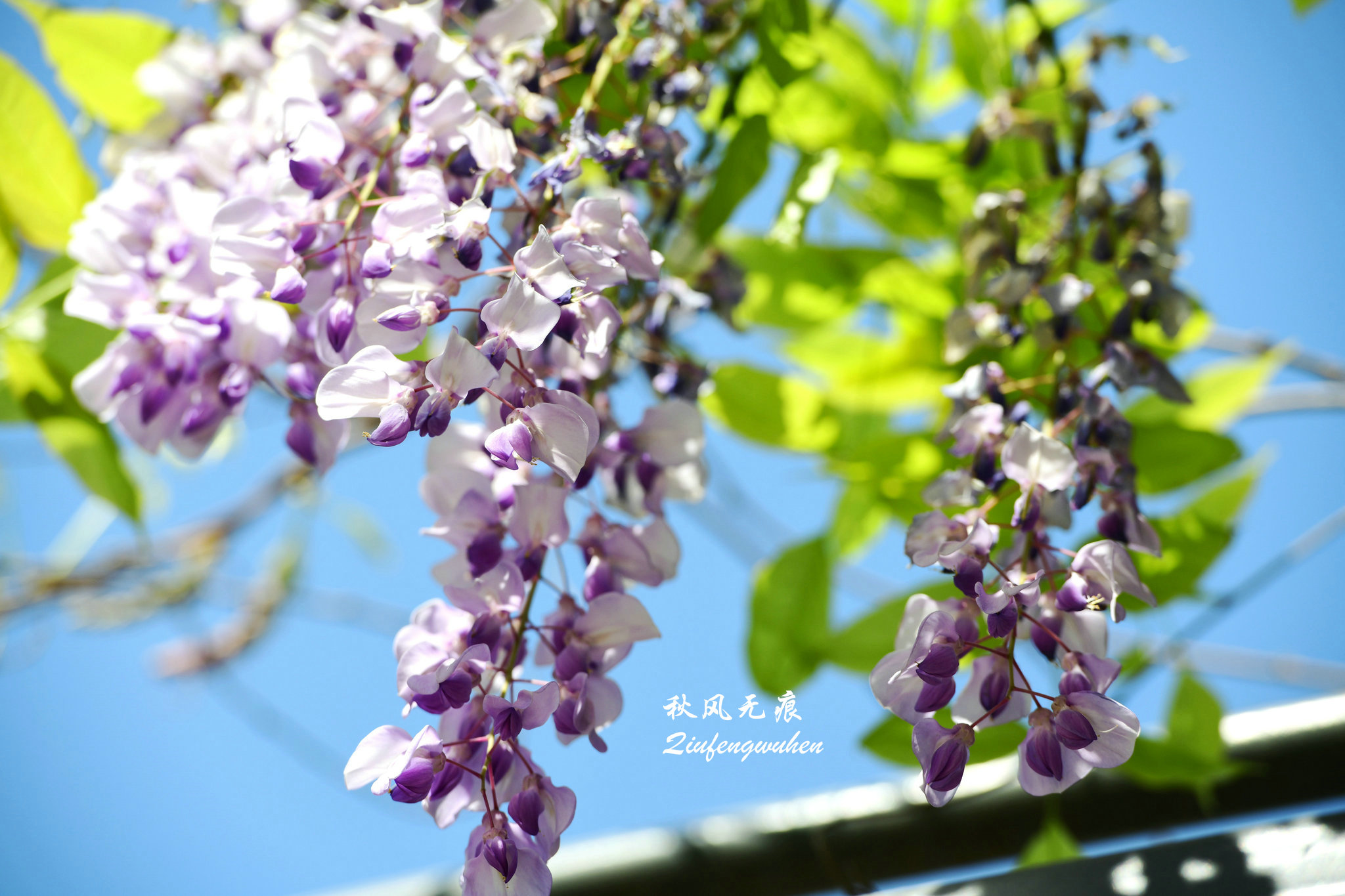 四月的春风西安,四月春风里的樱花