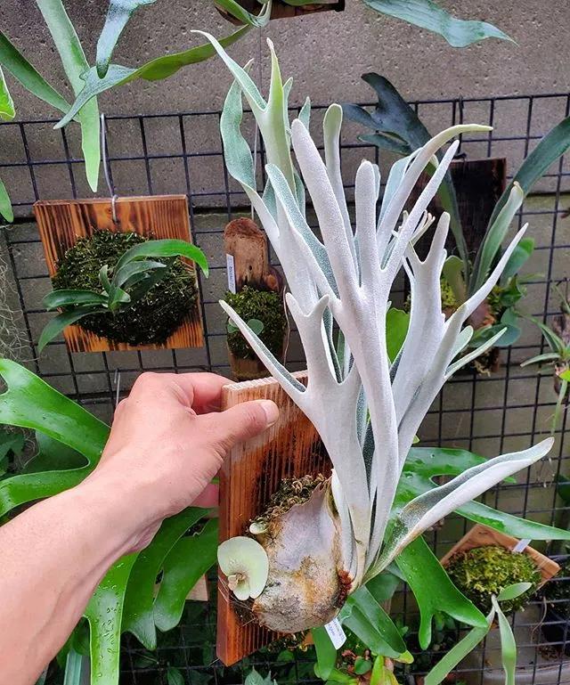 10片叶子的绿植,室内绿植盆栽一元