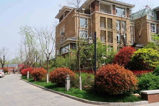 我的家乡周口沈丘作文,我的家乡沈丘论文