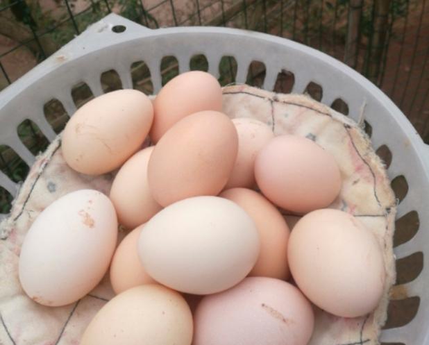 买鸡蛋选红或白壳好,买红壳鸡蛋还是白壳鸡蛋好