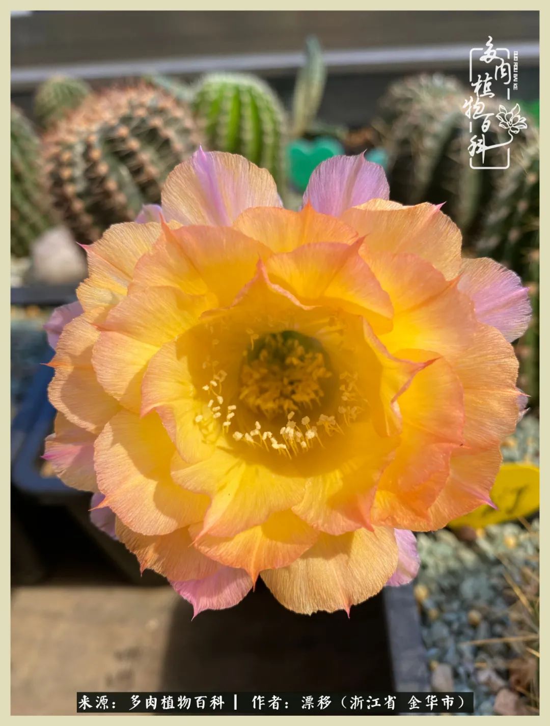 仙人球开花并散发着香味,仙人球花盛开吐露芬芳