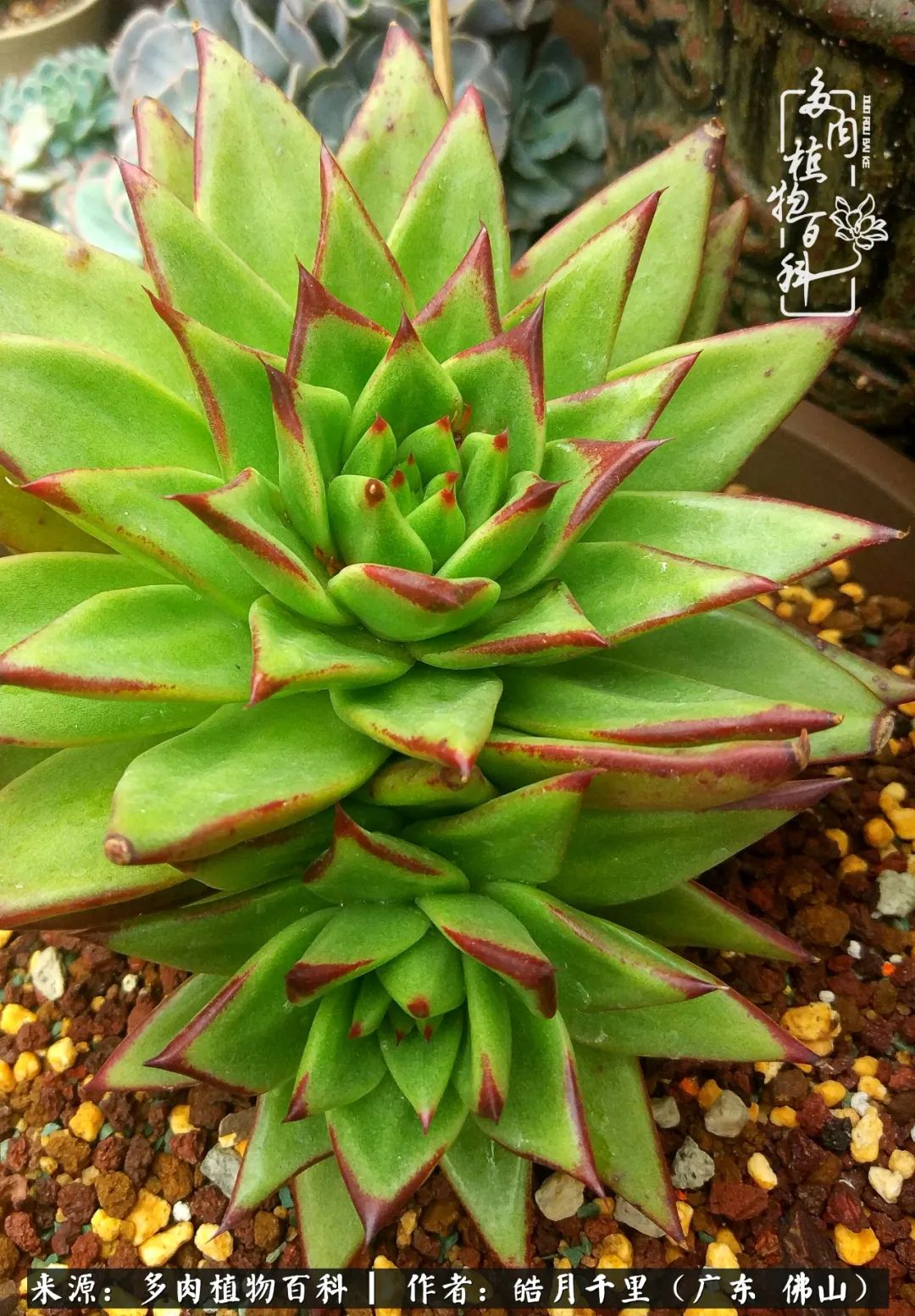 多肉娇气养不活多肉的10个秘密,养多肉是件很治愈的事情