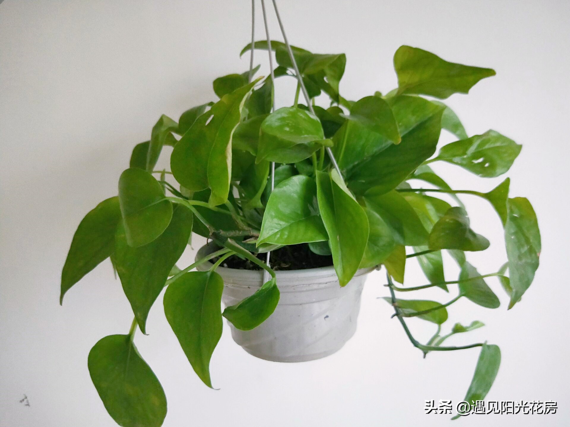 绿萝竟然会爬墙,绿萝为什么也会出锦