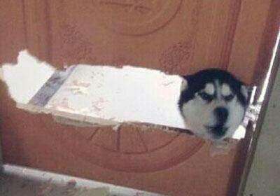 哈士奇拆家的能力到底有多强,二哈拆家和哈士奇拆家谁更厉害