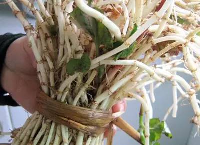 与折耳根媲美的各省美食,与折耳根媲美的美食