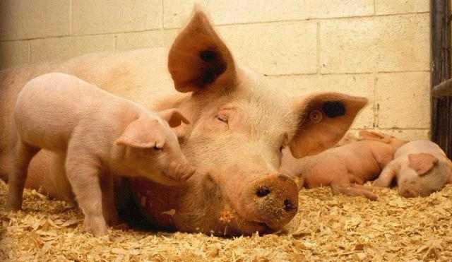 母猪不食打什么药,母猪不吃食不喂奶喂什么中草药