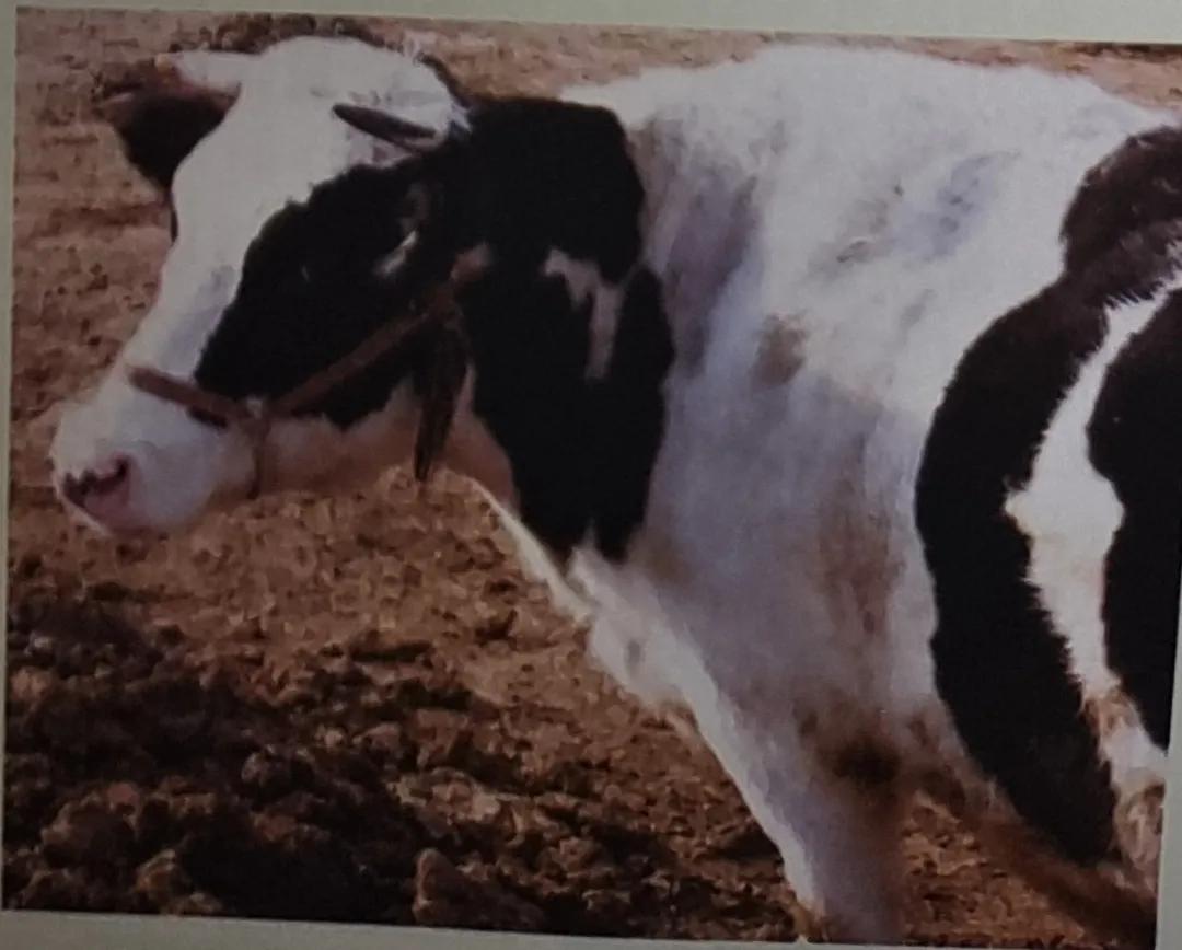 肥胖母牛综合症,带犊母牛日渐消瘦如何治疗