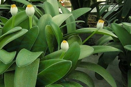 君子兰怎么养才能长得好还能开花,君子兰怎么养才能养得好看开花