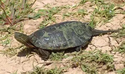 黄喉石龟图片大全,欧洲黄喉