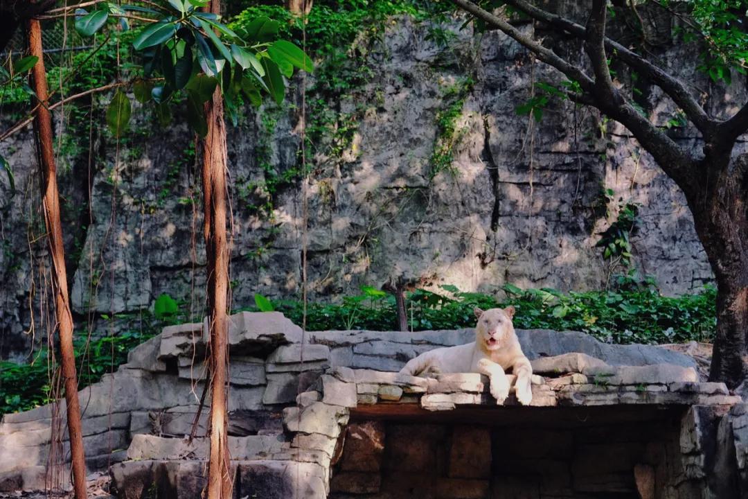 广州长隆最省钱玩法,最实惠广州长隆攻略