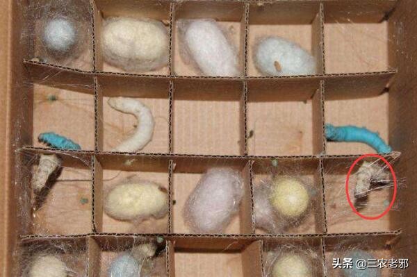 蚕茧如何增重,如何提高蚕簇利用率