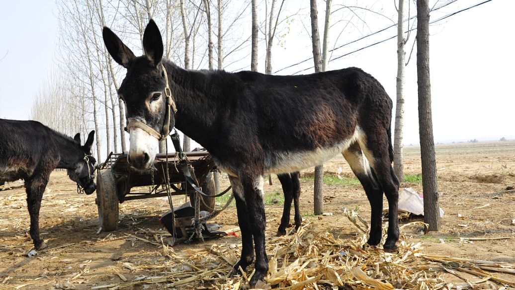 2022年特种养殖前景最好的品种,目前养殖业最赚钱的项目