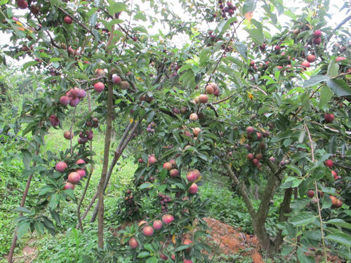 外国李子咄咄逼人，我国仅有祖传的三华李能与之一战？