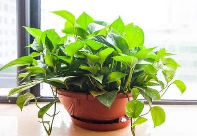 绿萝为什么养到最后变黄变蔫掉了,绿萝换土后发蔫发黄