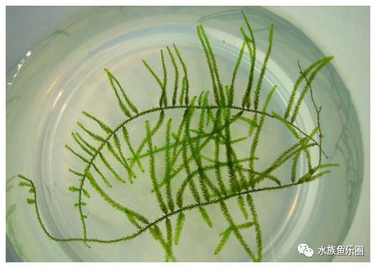 皇冠水草品种大全,亚马逊水草品种