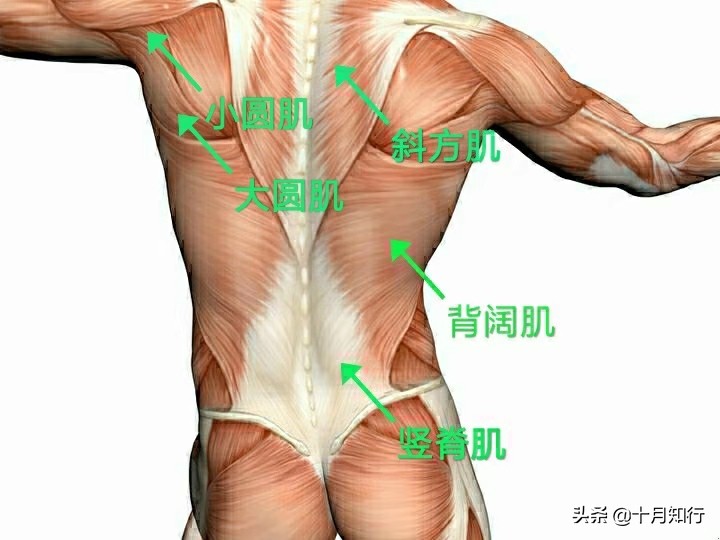 背部锻炼怎么做才能练出漂亮宽背,以上背为重点的背部训练计划