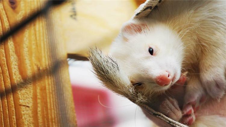 宠物貂可以活多少年,宠物貂能活多少年