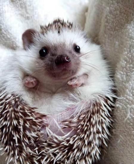 不止在动画中,现实中也能拥有的小宠物,非洲迷你刺猬你值得拥有