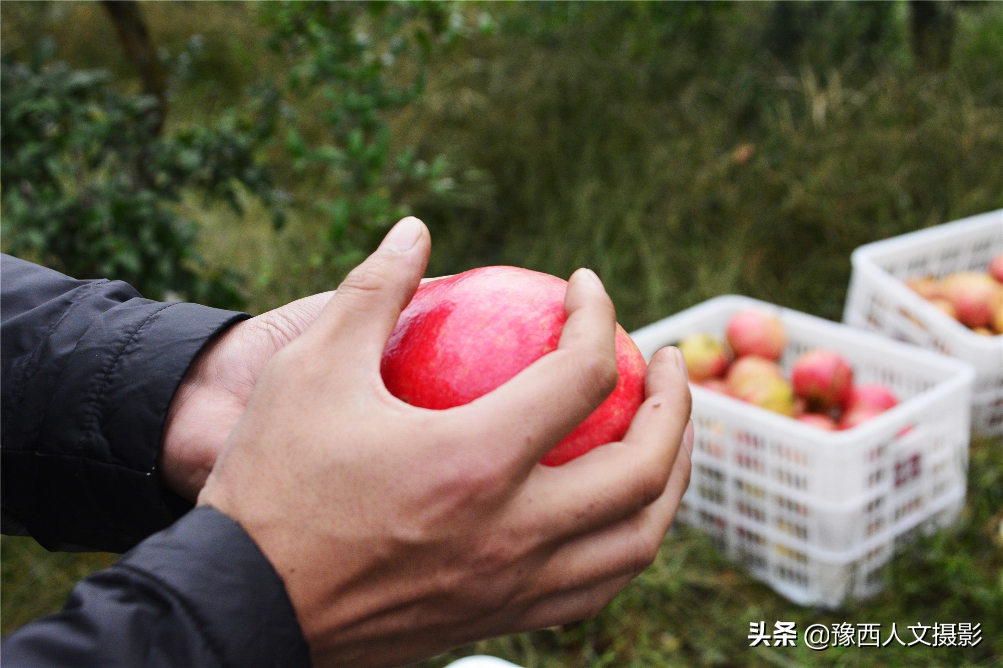 河南小伙京漂6年,回家大数据管理石榴园,决心对标“褚橙”