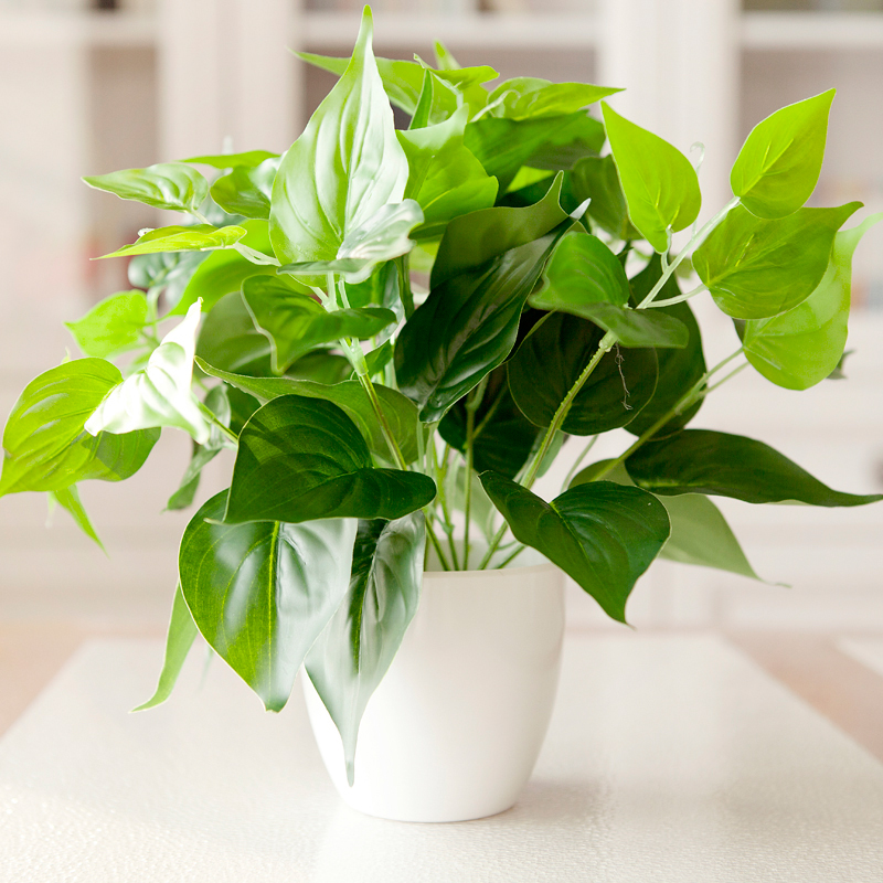 什么植物除甲醛效果最好最快便宜,新床怎么除甲醛最快最有效的方法