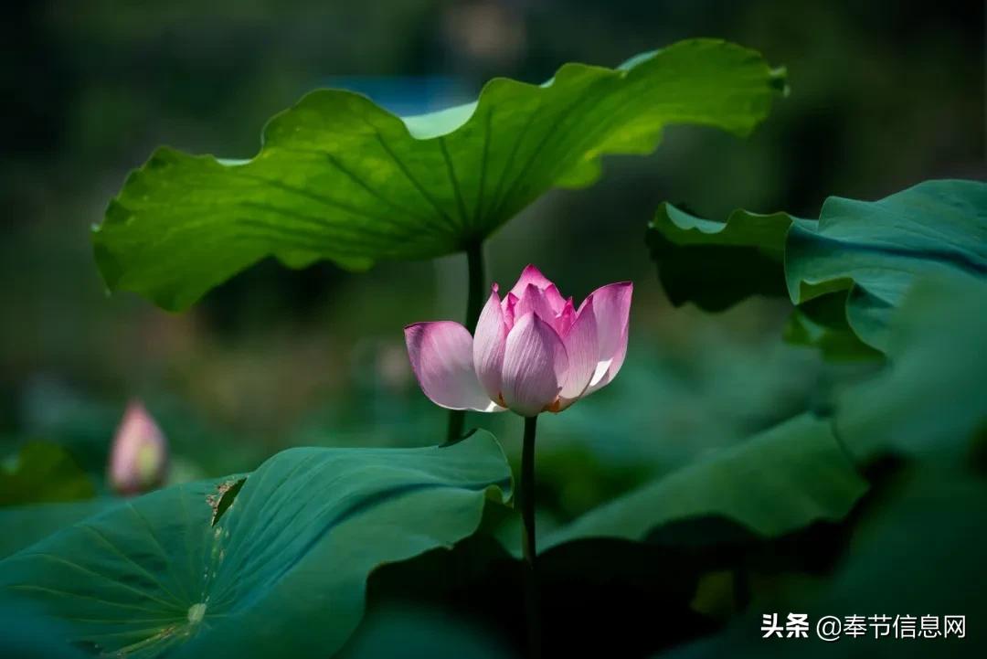 广西玉林市竹园村网红景点打卡,打卡竹园村