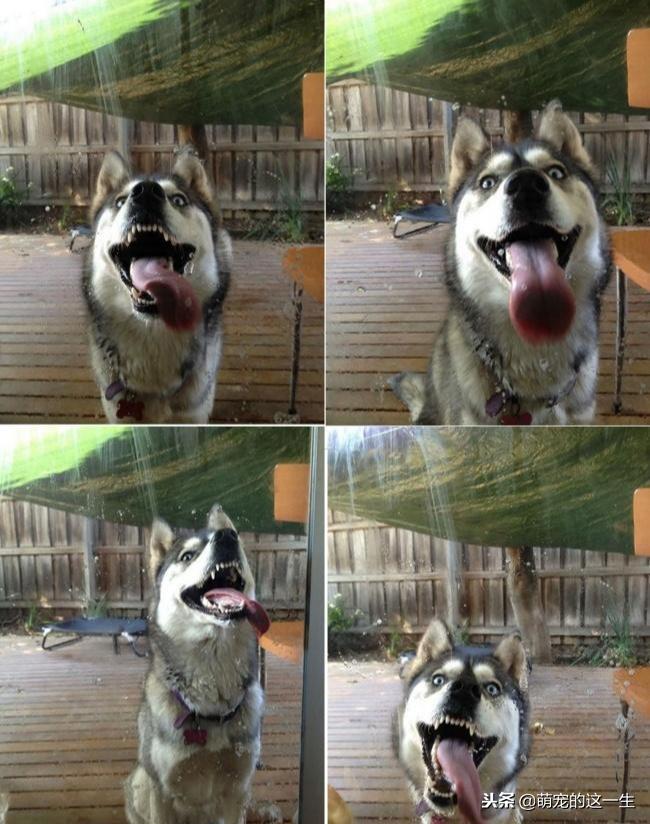 事实证明，不管是大型犬还是小型犬，养只二哈才是最省钱的