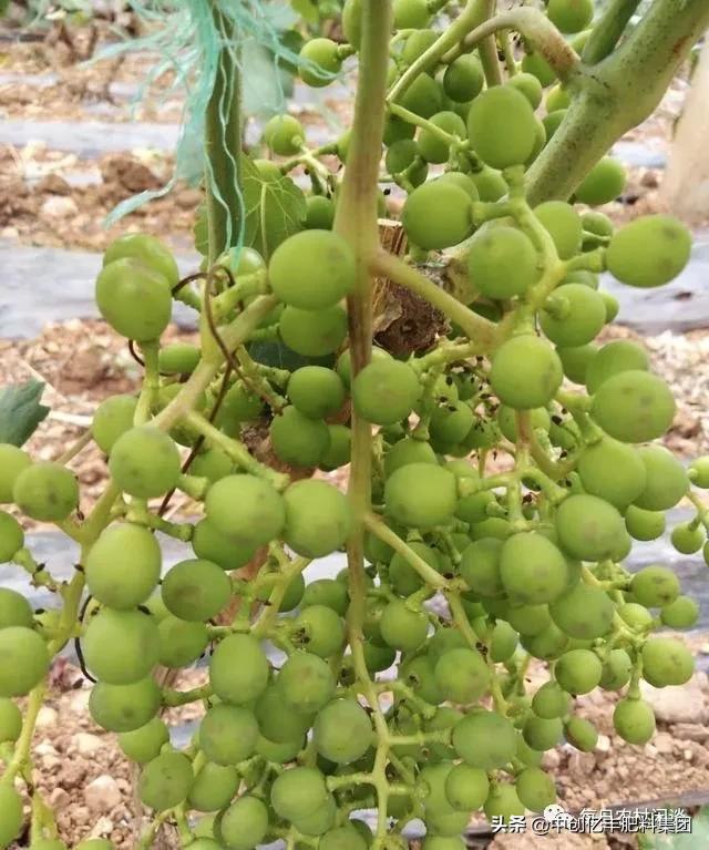 葡萄果穗上有药斑怎么办,葡萄果发黑是什么病害
