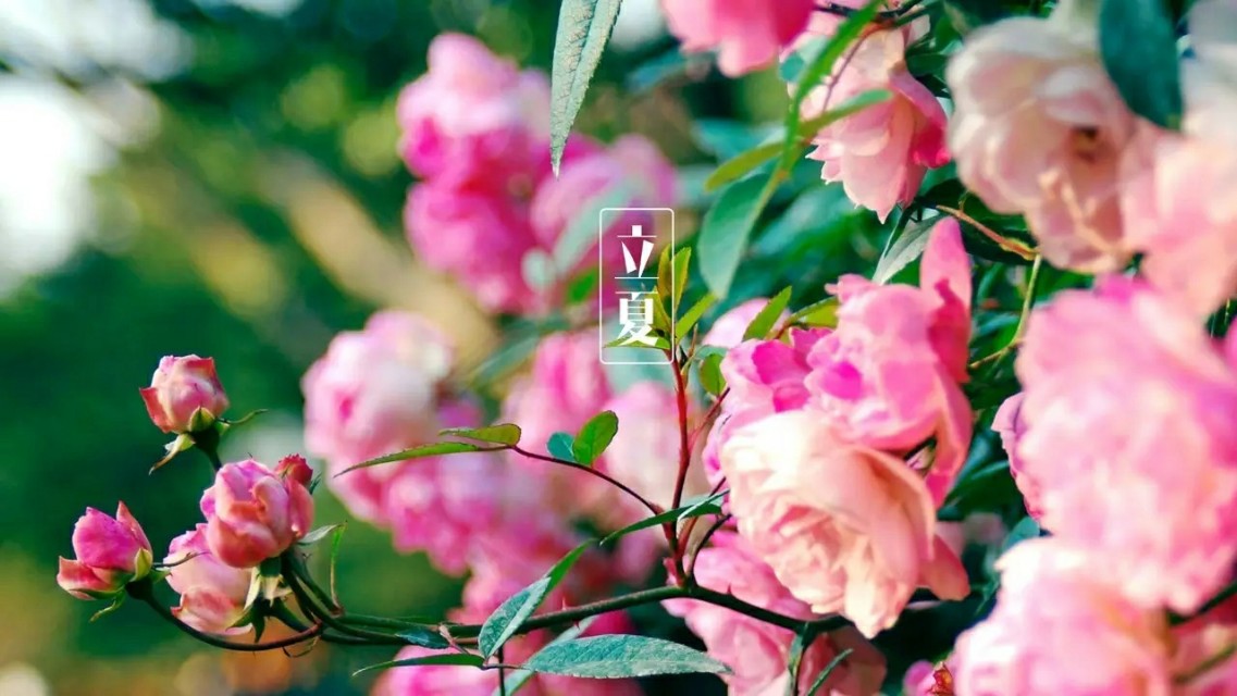 今日立夏风暖人间草木香全诗,立夏风暖人间草木香说说