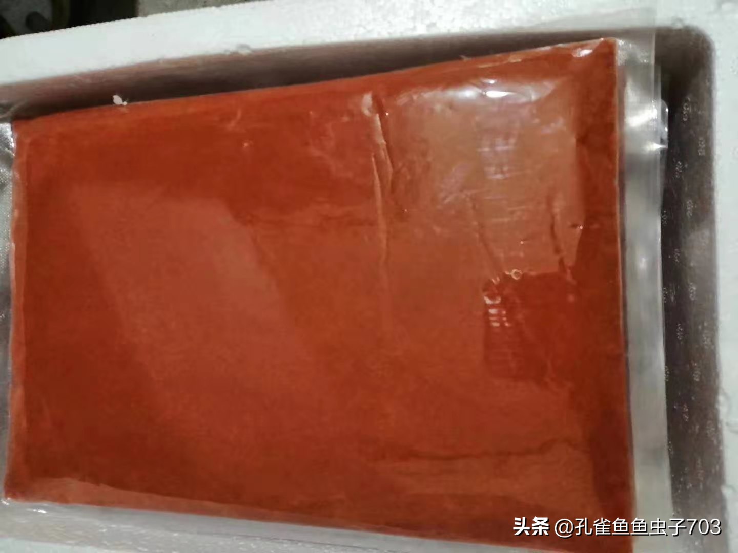 孔雀鱼应该吃什么最好,五种新手必入的孔雀鱼