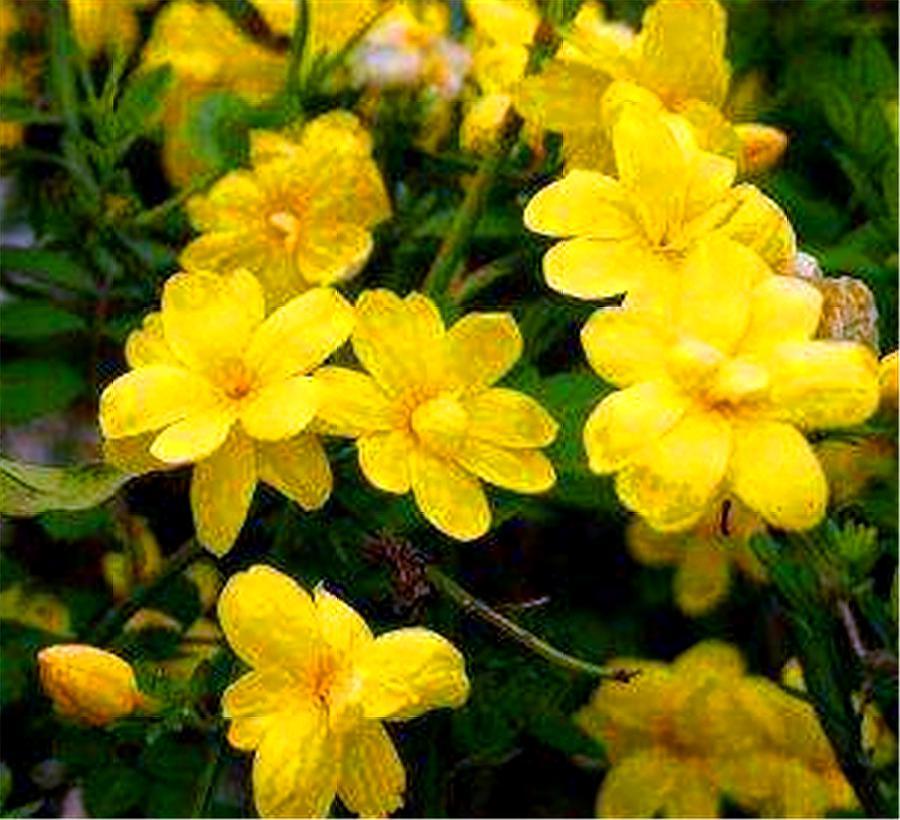 号称开花机器四季开花爆盆,好养活易爆盆的开花机器