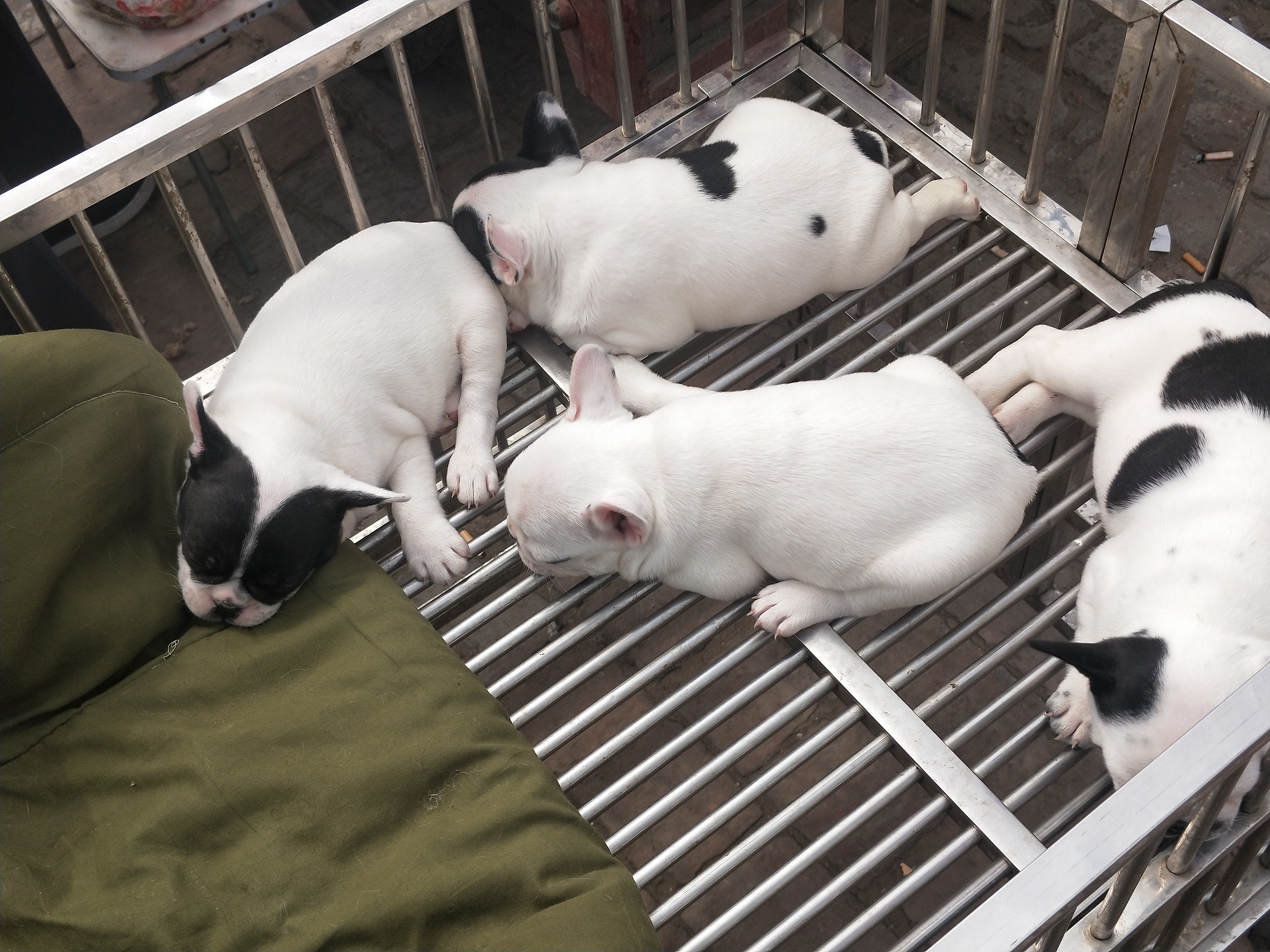 开封四大狗市排名,四种公认最好的狗市