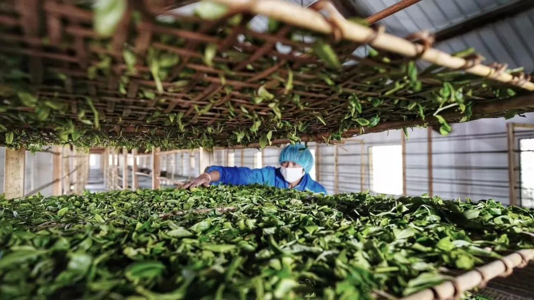 云南白毫银针茶,茶为什么甜