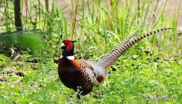 2021年农业养殖致富项目,黑龙江农村养殖致富好项目