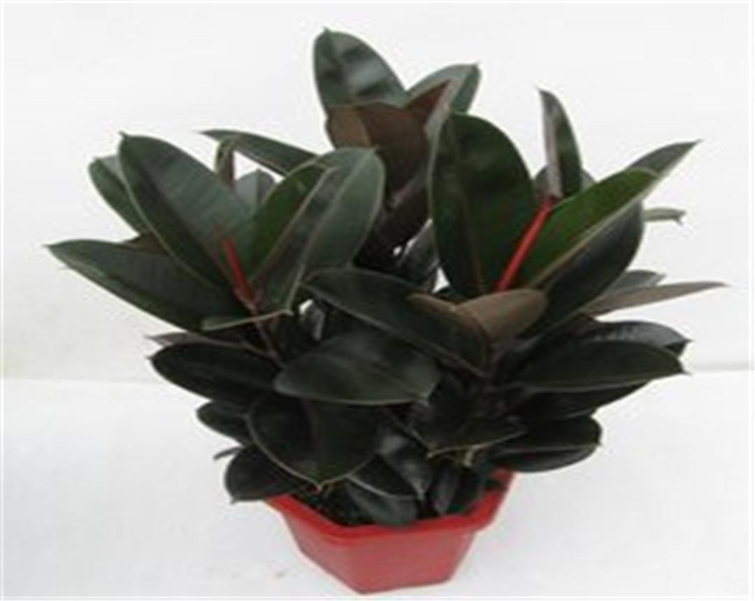 黑金刚橡皮树与绿金刚橡皮树区别,青叶橡皮树和黑金刚橡皮树一样吗