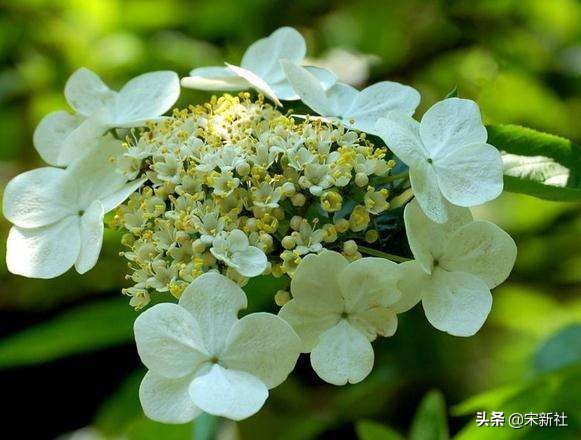 一代文豪苏东坡竟然是吃货,历史上的著名吃货苏东坡