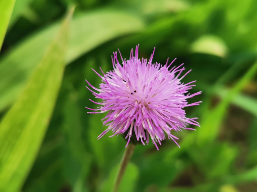 青岛高新区的公园让人们享受,青岛有个特别美的地方