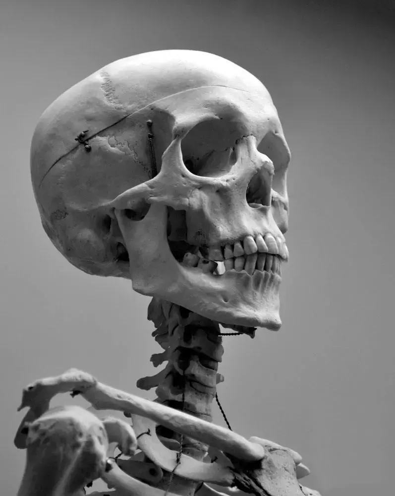 印度人骨交易,印度出口人骨标本