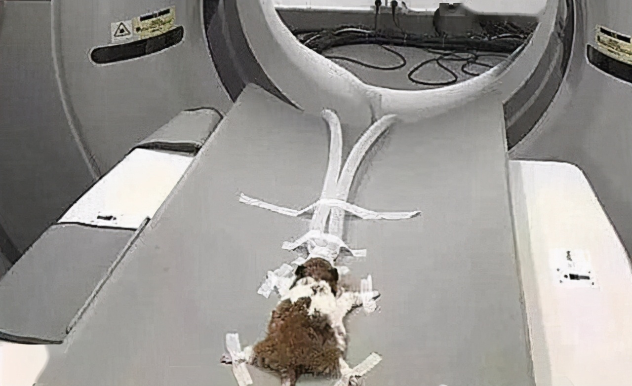 仓鼠不吃不喝，兽医要求去拍核磁共振，收到账单后却不想说话了