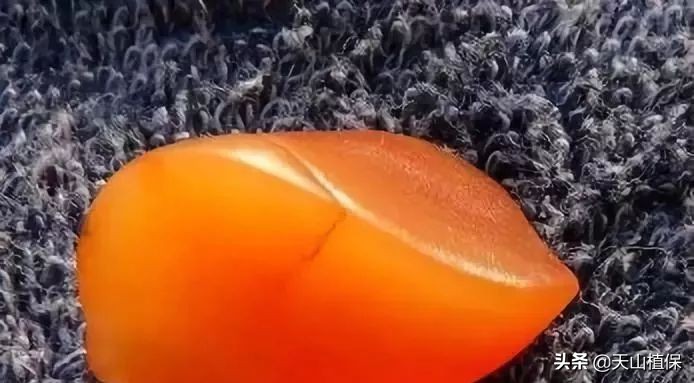 戈壁金丝玉又叫什么石,新疆戈壁金丝石奇石怎么样